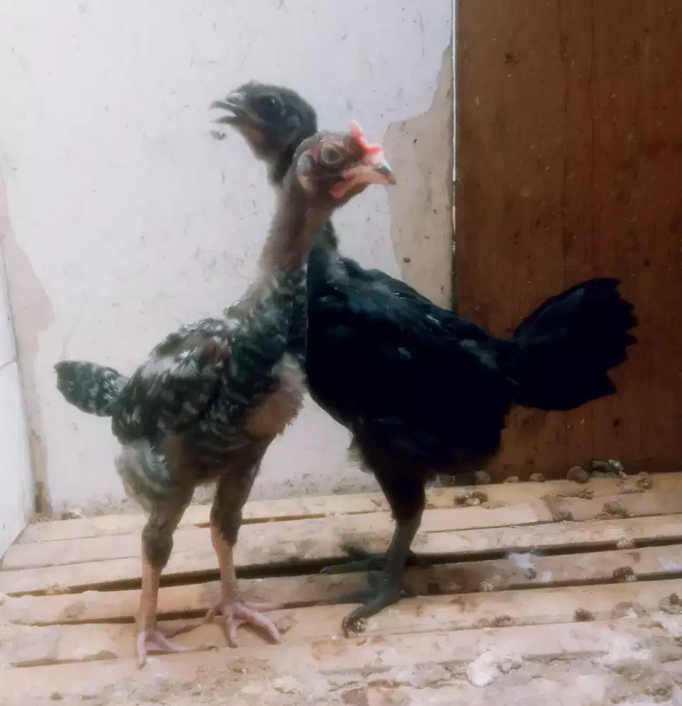 AYAM PELUNG JALI