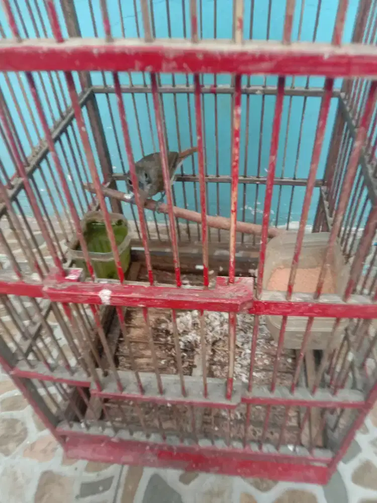 Jual burung  asi kumis