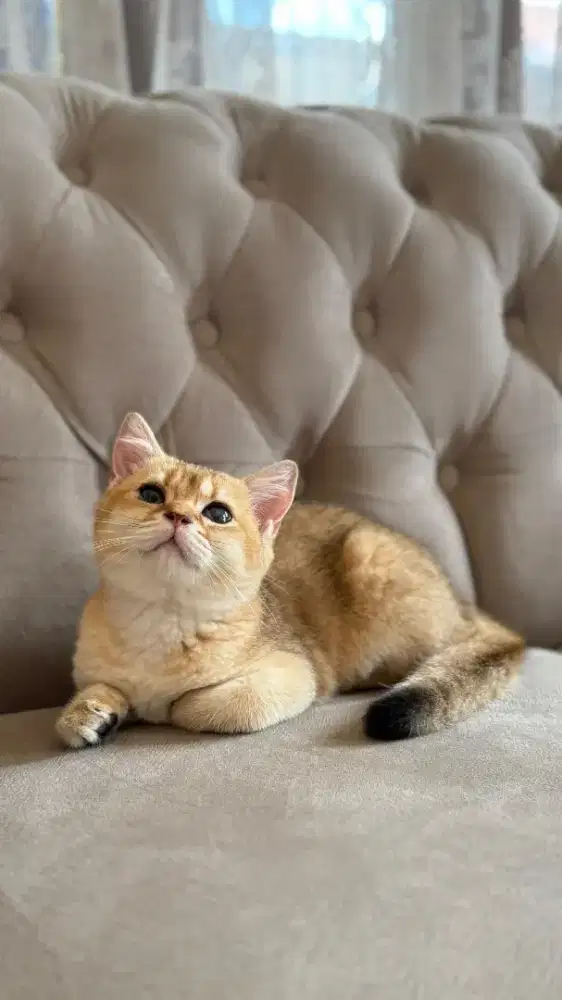 british shorthair golden jantan kitten