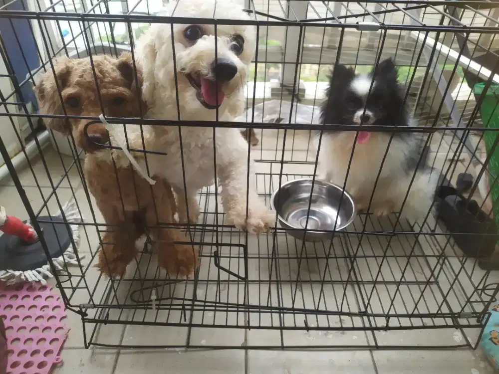 Indukan betina poodle dan superminipom