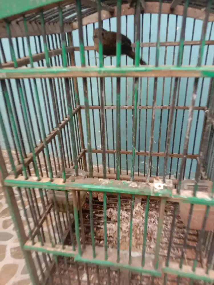 Jual burung  flamboyan