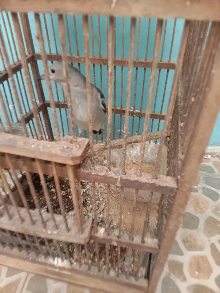 Jual burung  jalak kapas