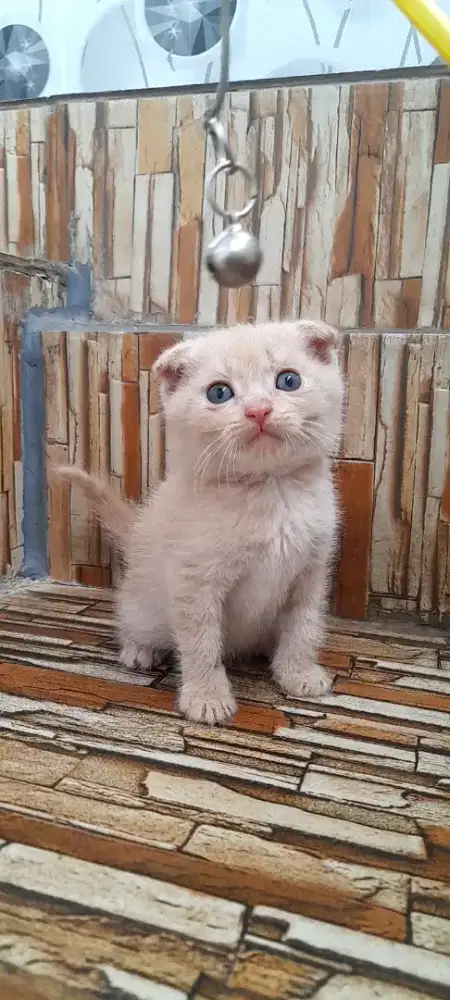 Kitten scottish fold