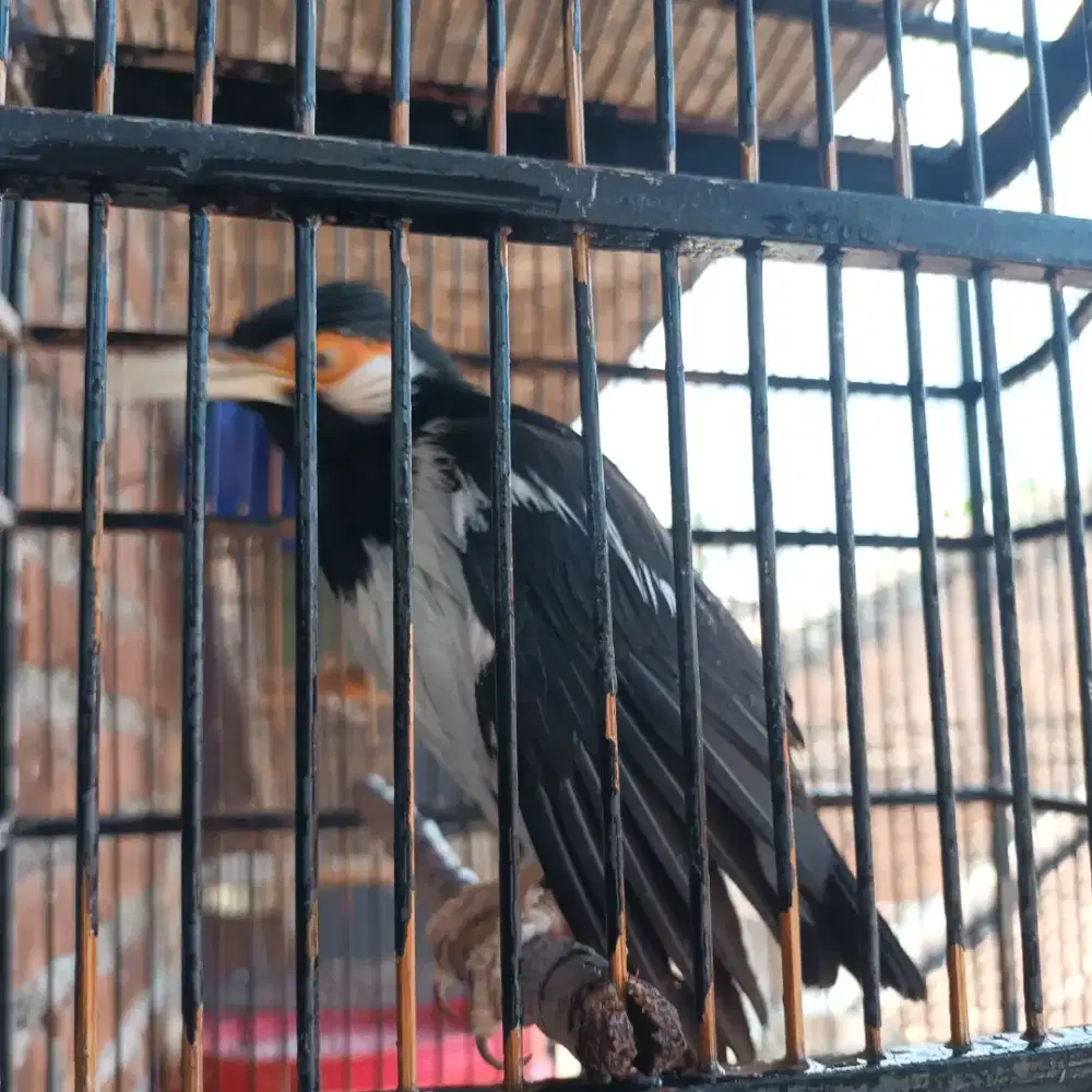 Jalak suren fullset