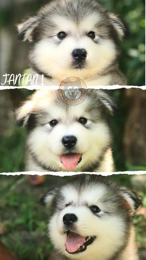 Alaskan Malamute Istimewa