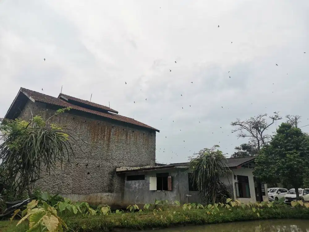 Dijual Tanah dan Rumah Walet Produktif Lokasi Strategis & Siap Panen!