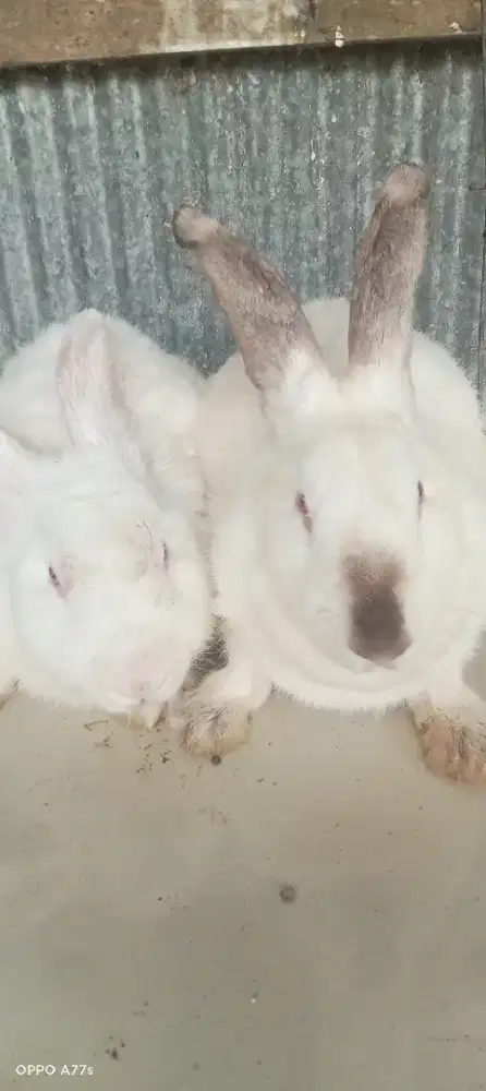 Kelinci jenis hyla pedaging