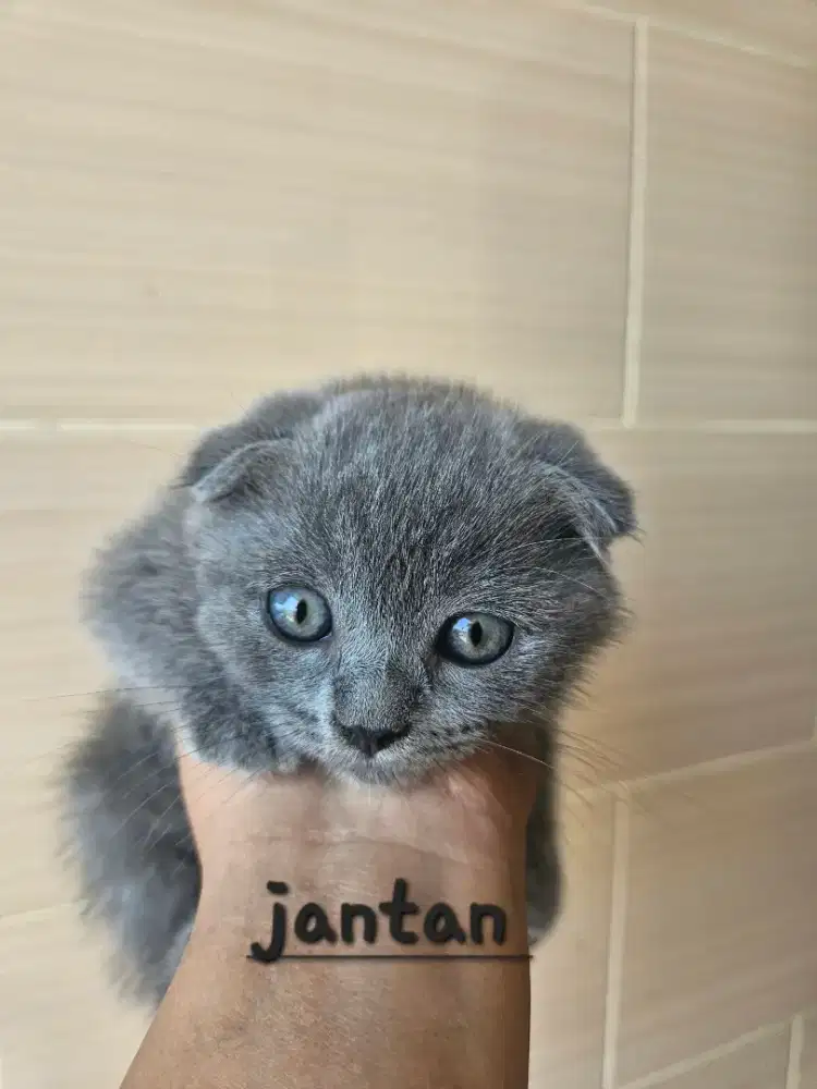 Kucing Scottish nonped non mix umur 2 bulan
