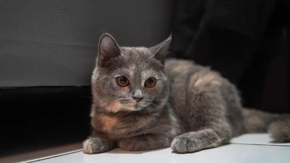 British short hair BSH