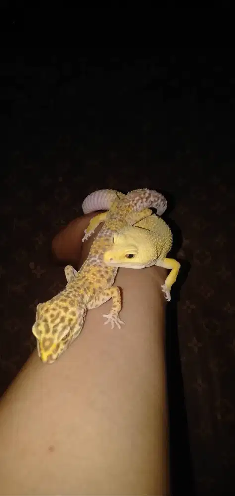 Tokek Gecko Jinak