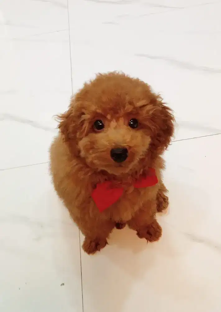 Jual puppy red poodle