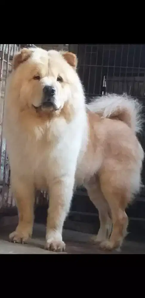 Chow Chow jantan kualitas bagus