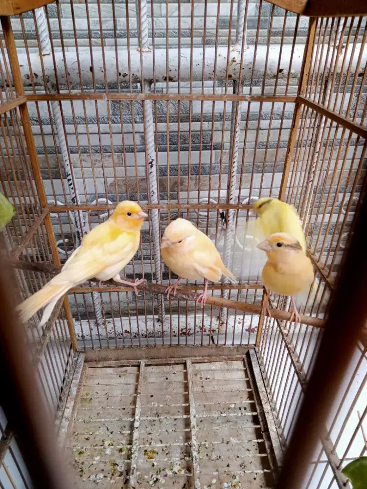 Kenari anakan jantan