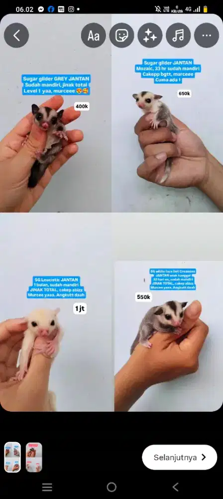 Sg sugar glider macam2