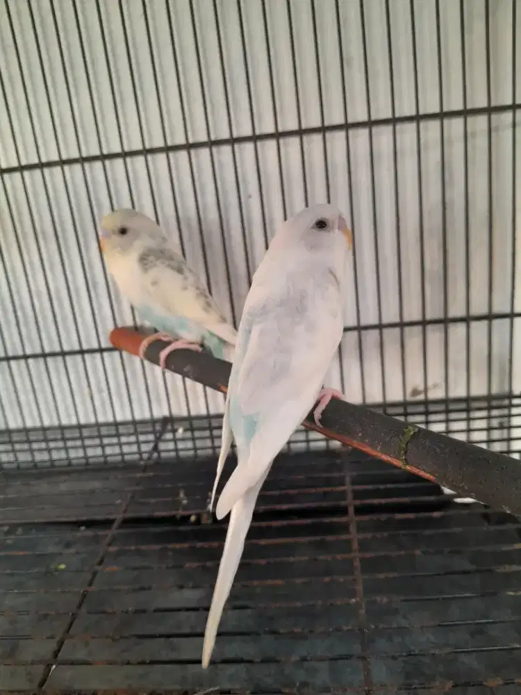 Burung Parkit 2ekor  putih sepasang siapan