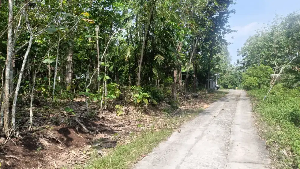 Tanah Murah di Guwosari Pajangan Bantul
