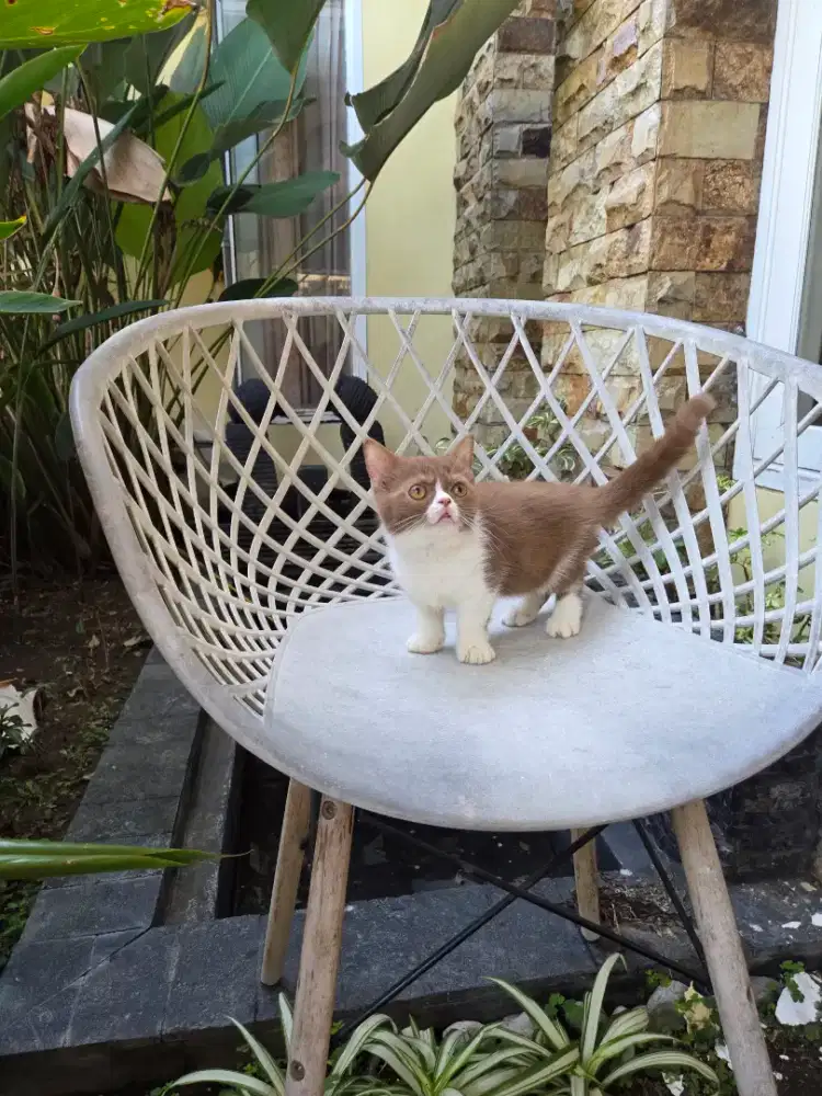 Munchkin bsh cinnamon /bsh/scottish