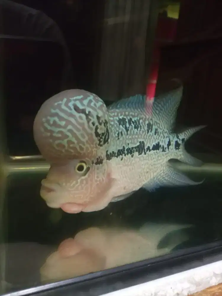 ikan louhan dewasa