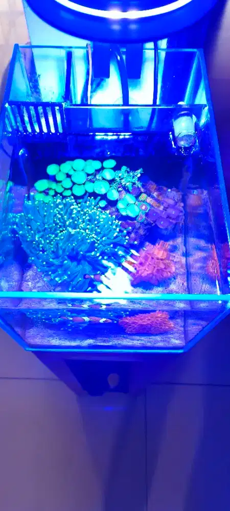 Jual aquarium laut mini semua serba mini UK.20x28