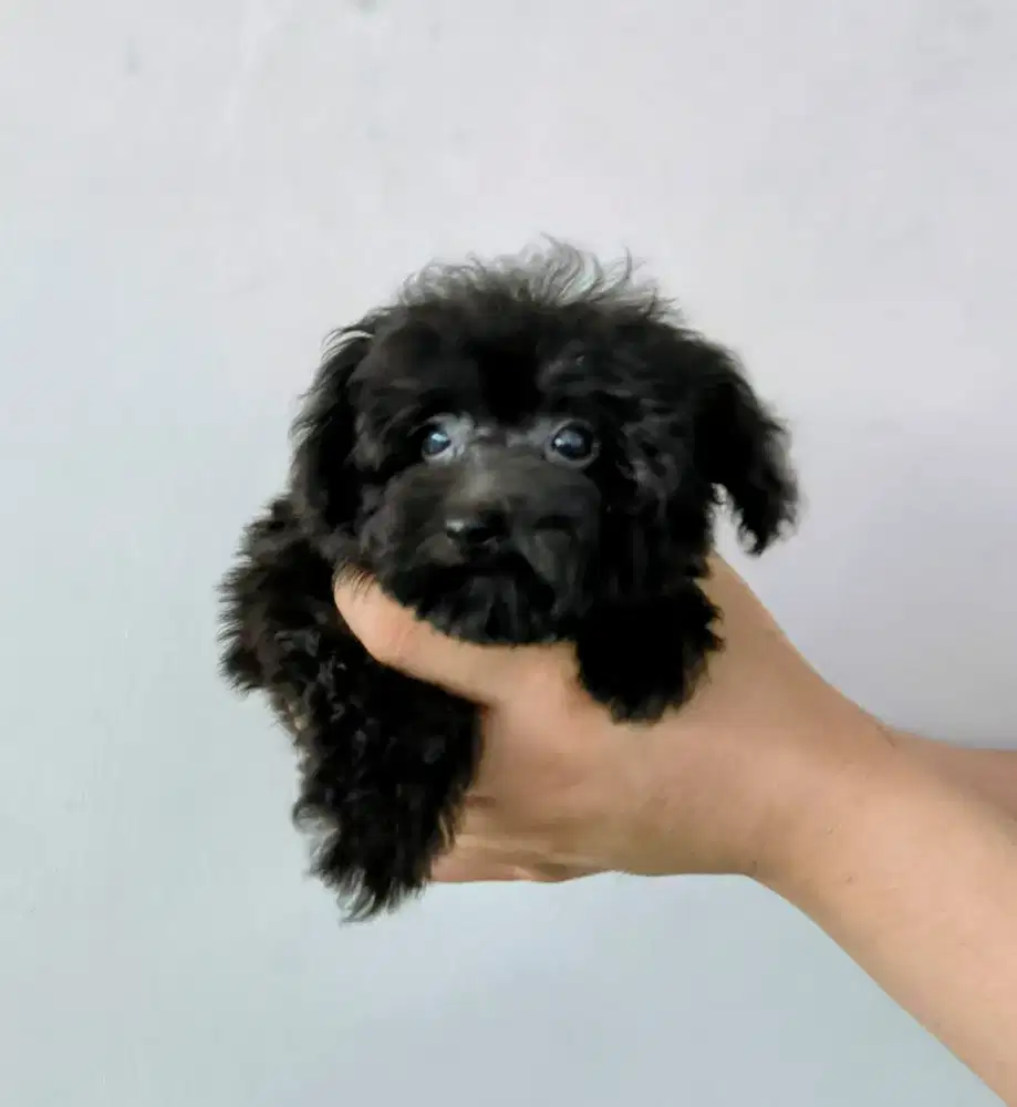 Black tinyPoodle