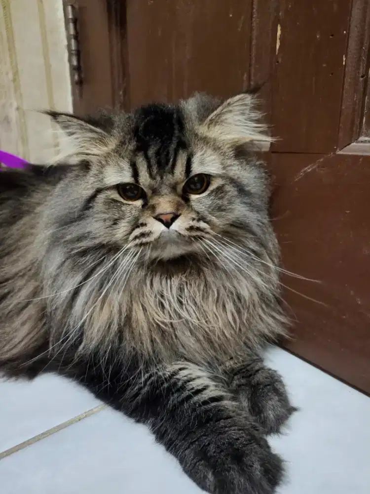 Pet sitter gading serpong