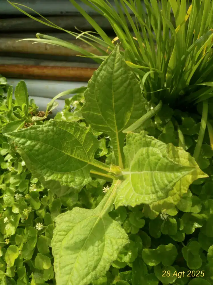 Daun Yaqon segar satu lembar