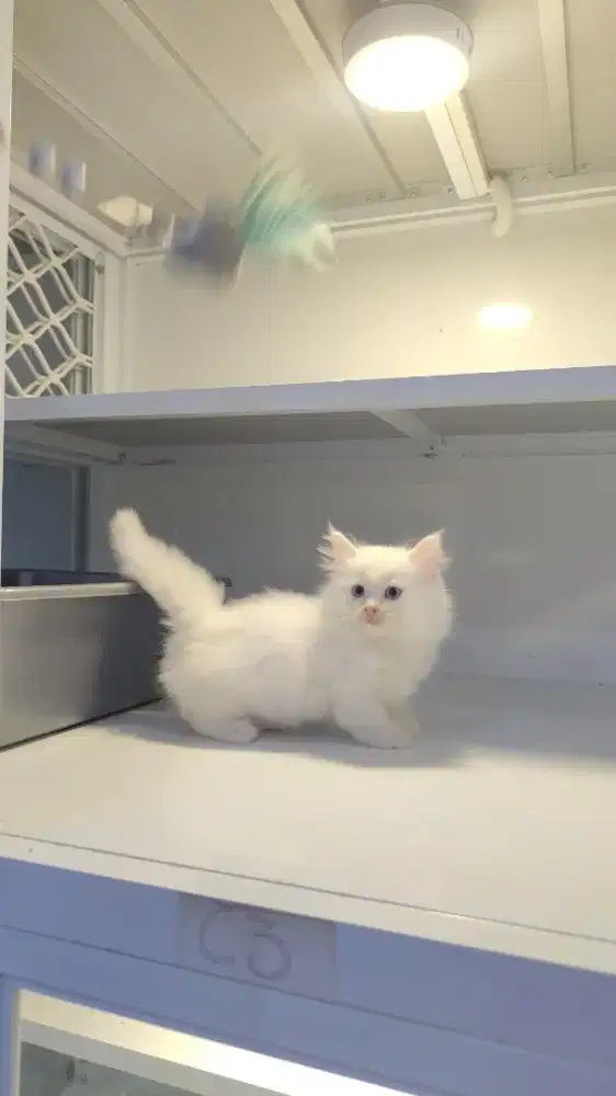 Kucing kitten munhckin cebol white
