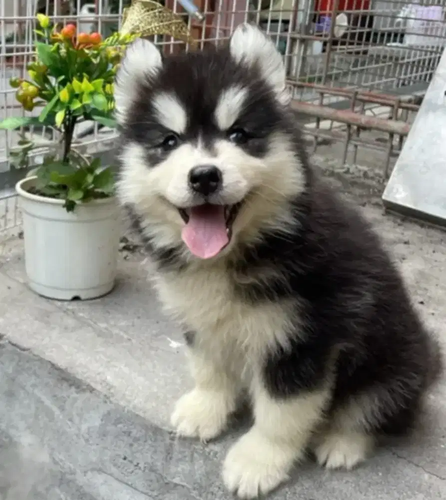 DIJUAL ANAK ANJING SIBERIAN HUSKY