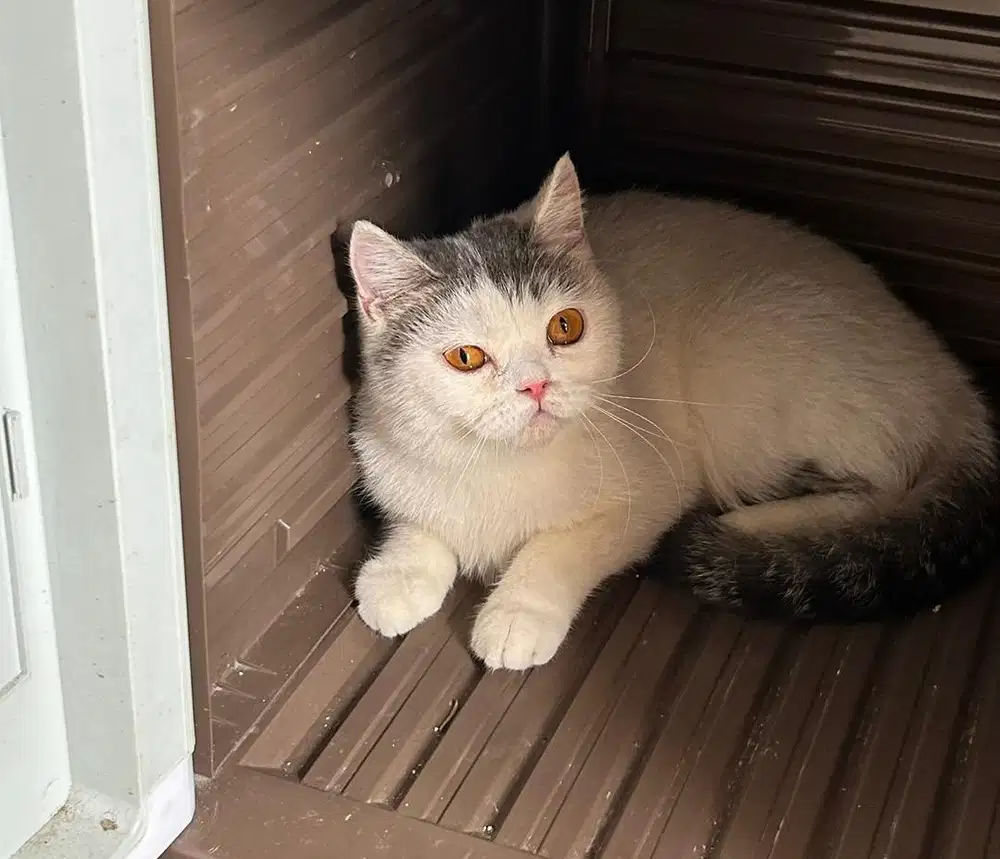 Kucing british shorhair bsh british short hair