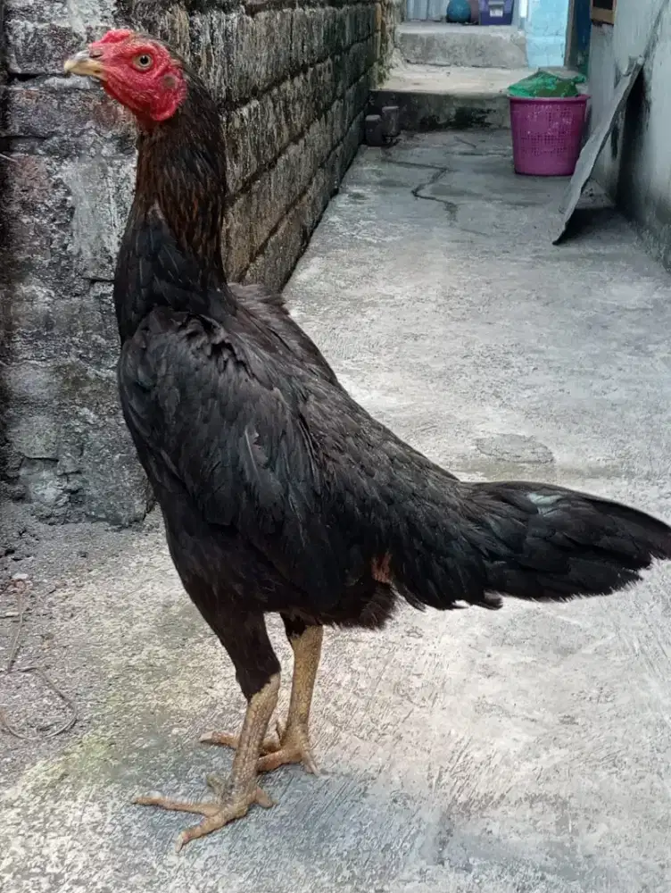 Ayam koytrad semi brakot