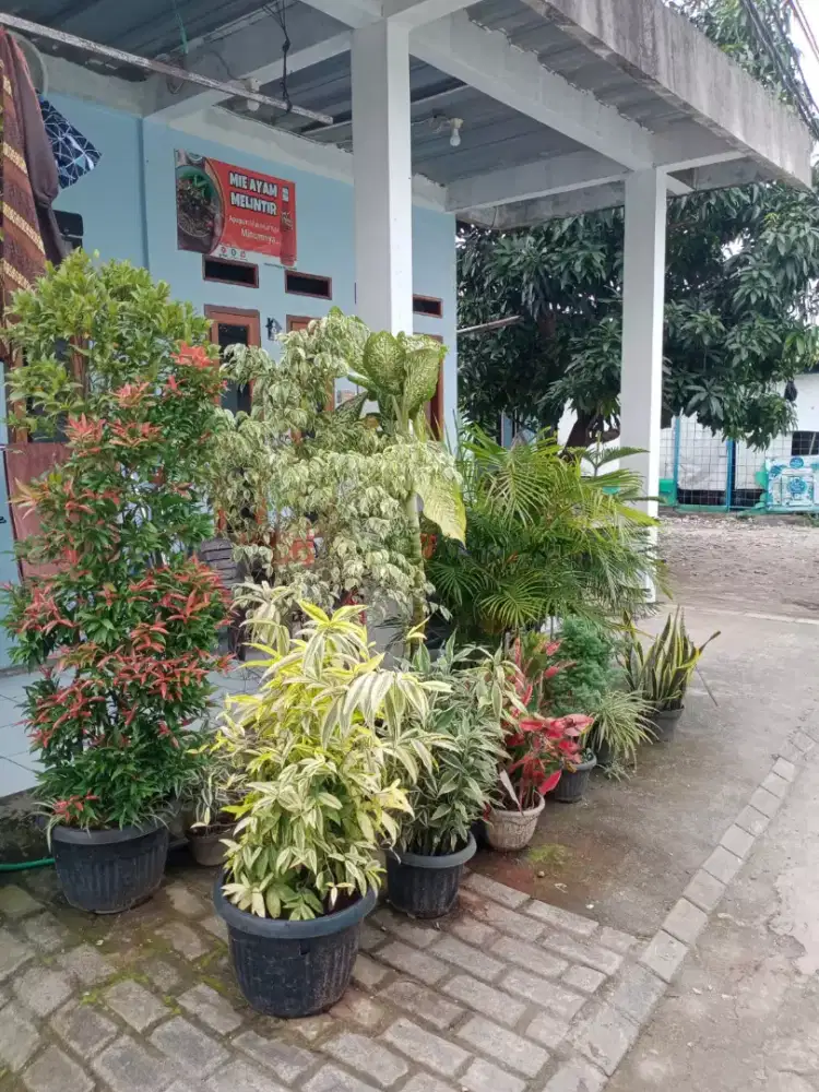 Tanaman Borongan Total 15 Pot
