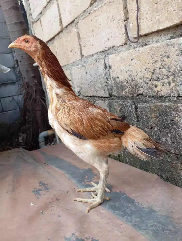 Ayam Bangkok Mangon pama