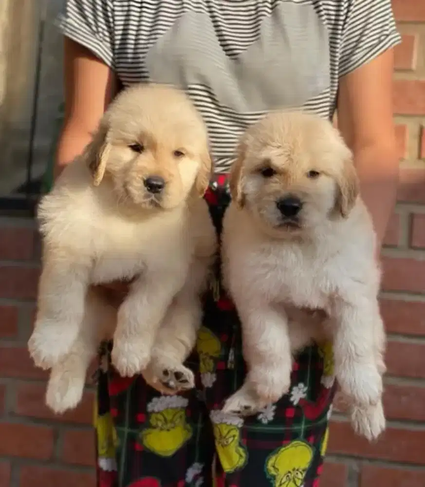 DIJUAL ANAK ANJING GOLDEN RETRIEVER