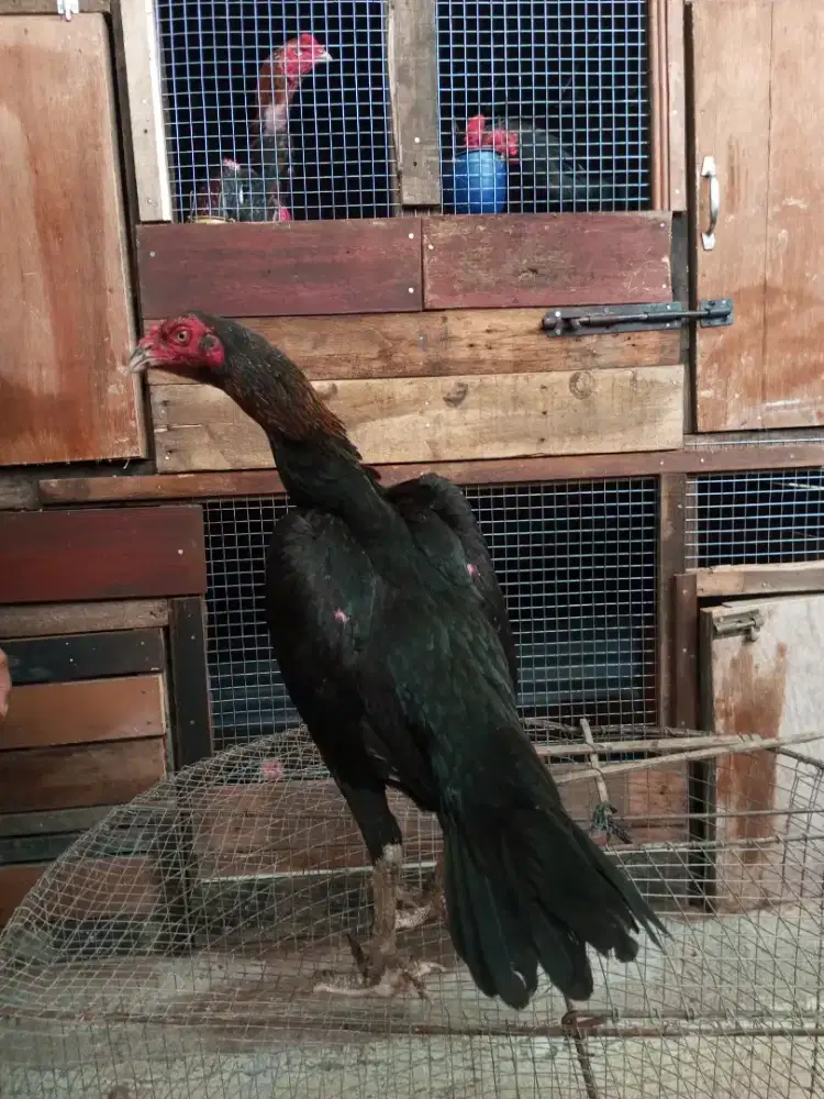 Ayam ekor lidii