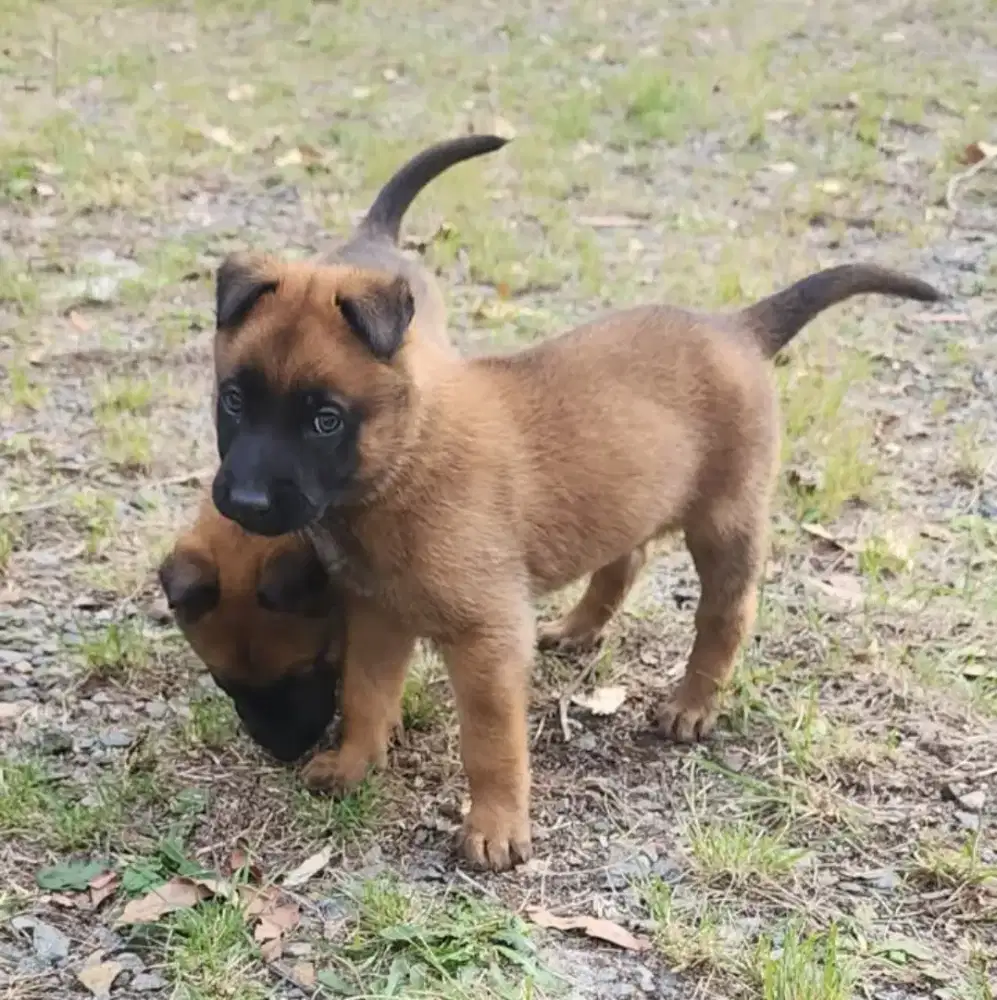 DIJUAL ANAK ANJING BELGIAN MALINOIS