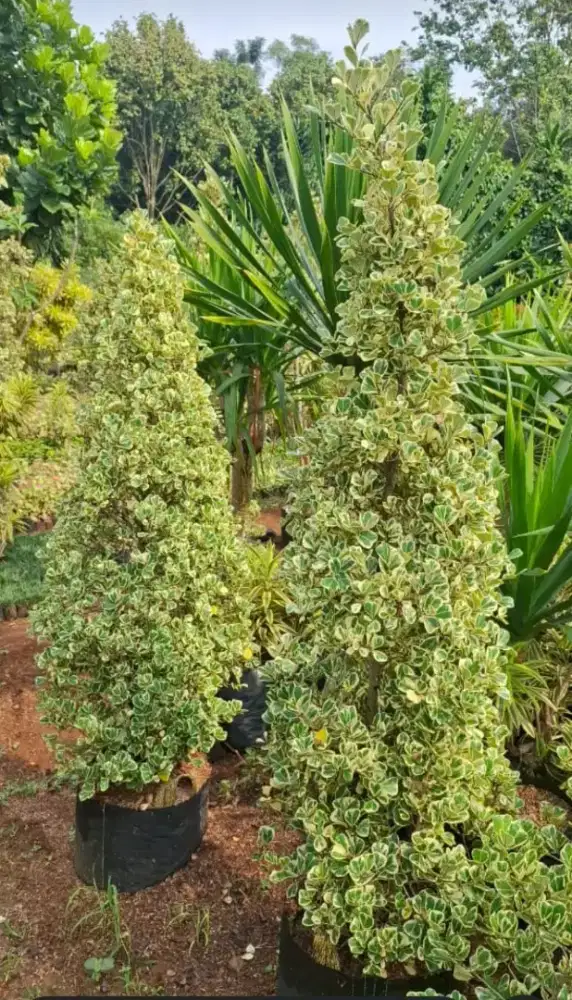 Pohon beringin kupu kupu (ficus triangularis)