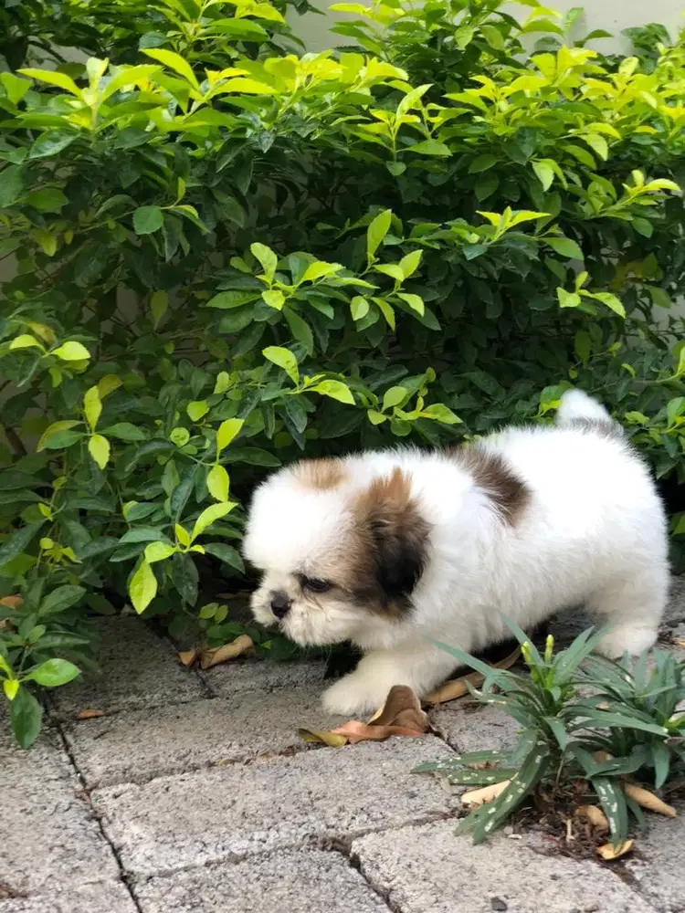 Shih tzu shihtzu shihtsu shitsu shitzu