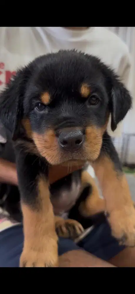 Jual Rottweiler Puppy 1,5 bulan import