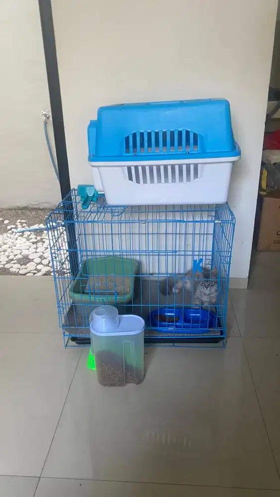 Kucing betina 3 bulan