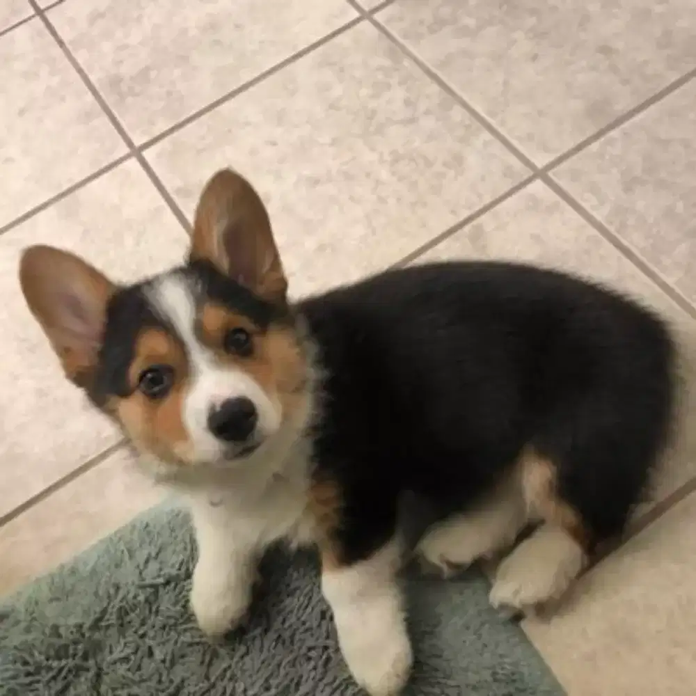 DIJUAL ANAK ANJING WELSH CORGY