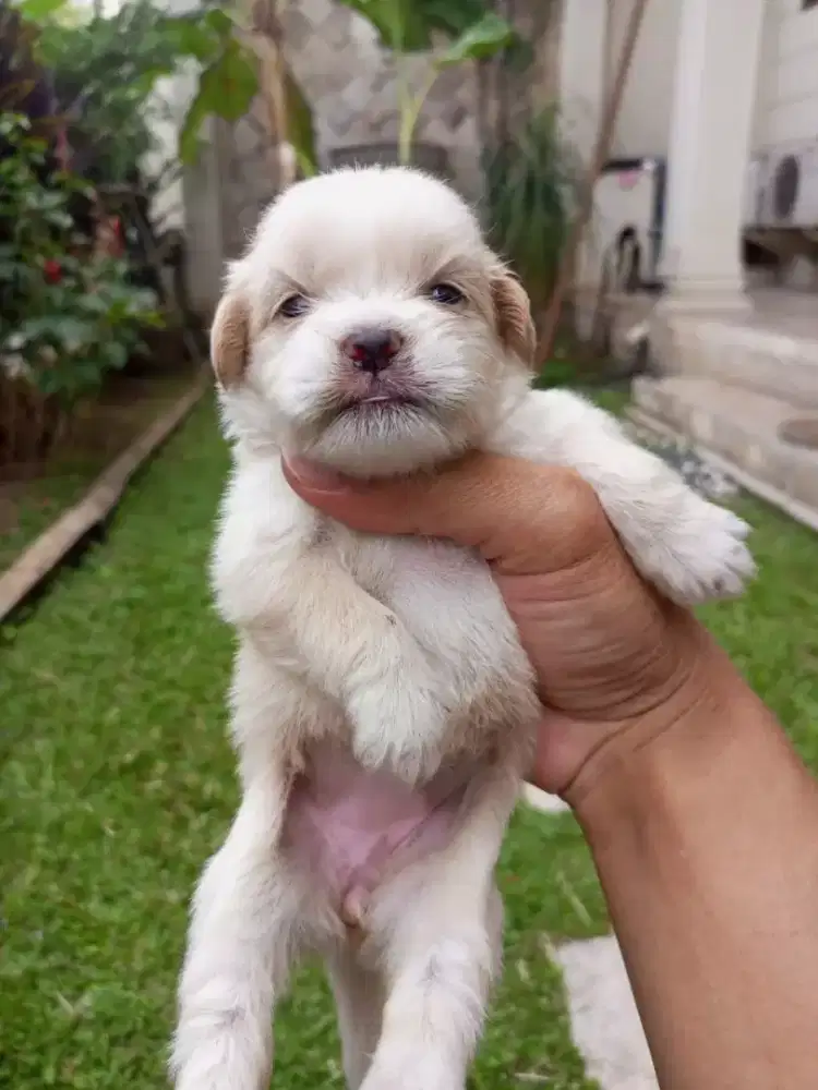 SHIHTZU MIX POM PUPPY
