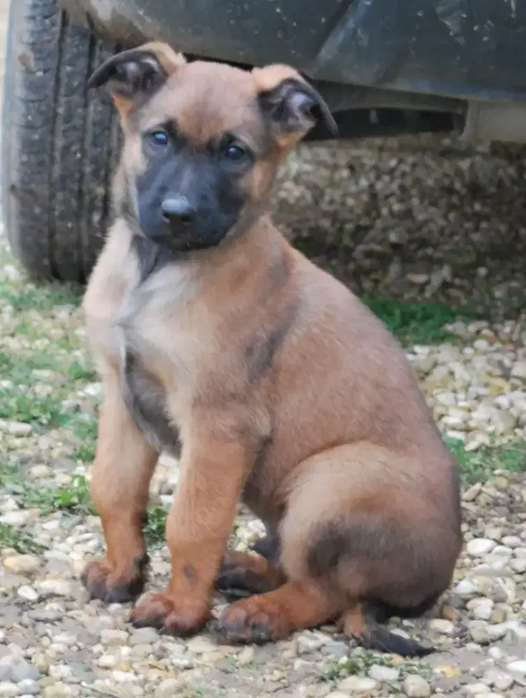 DIJUAL ANAK ANJING BELGIAN MALINOIS