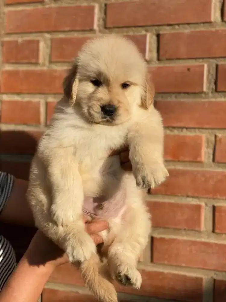 DIJUAL ANAK ANJING GOLDEN RETRIEVER