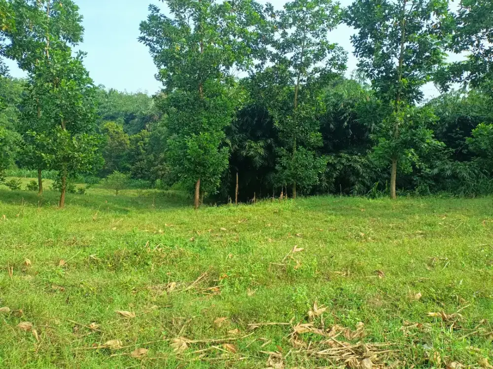 Tanah Murah perkebunan dan peternakan
