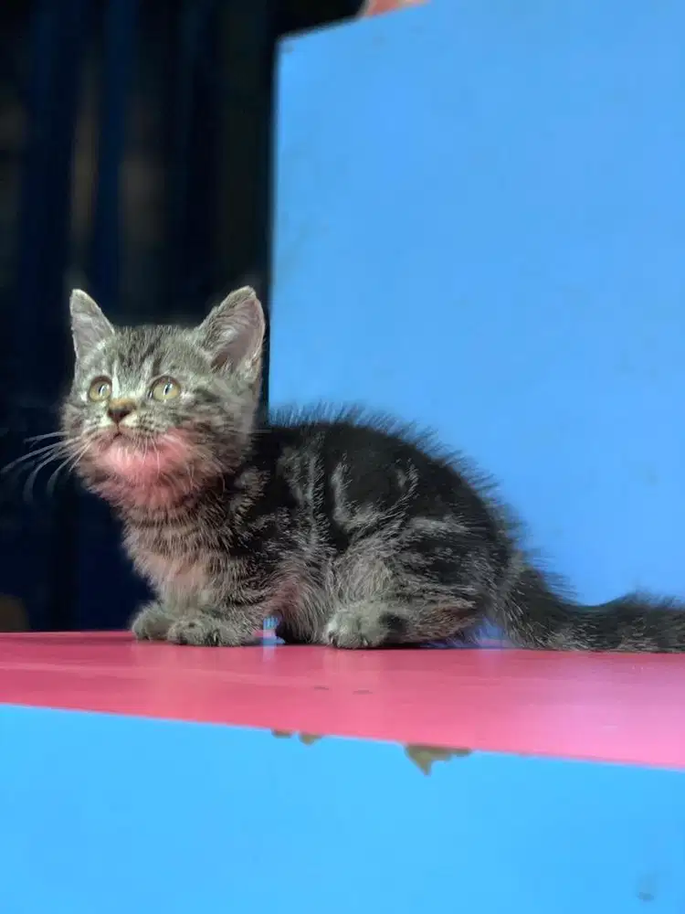 kucing kitten BSH Munchkin pendek marble