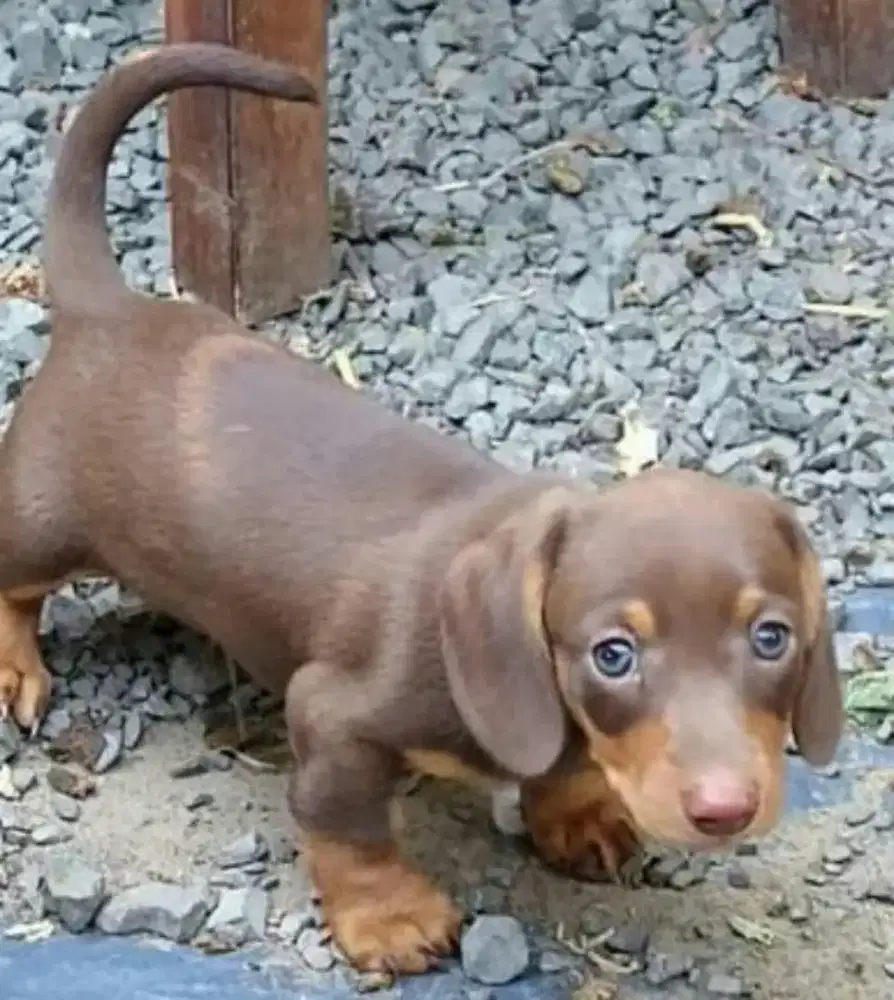 DIJUAL ANAK ANJING TEKEL/ DACHSHUND