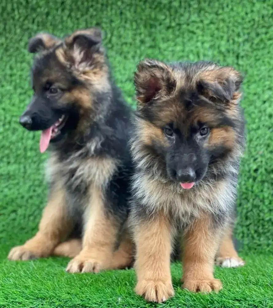 DIJUAL ANAK ANJING HERDER ( GSD)
