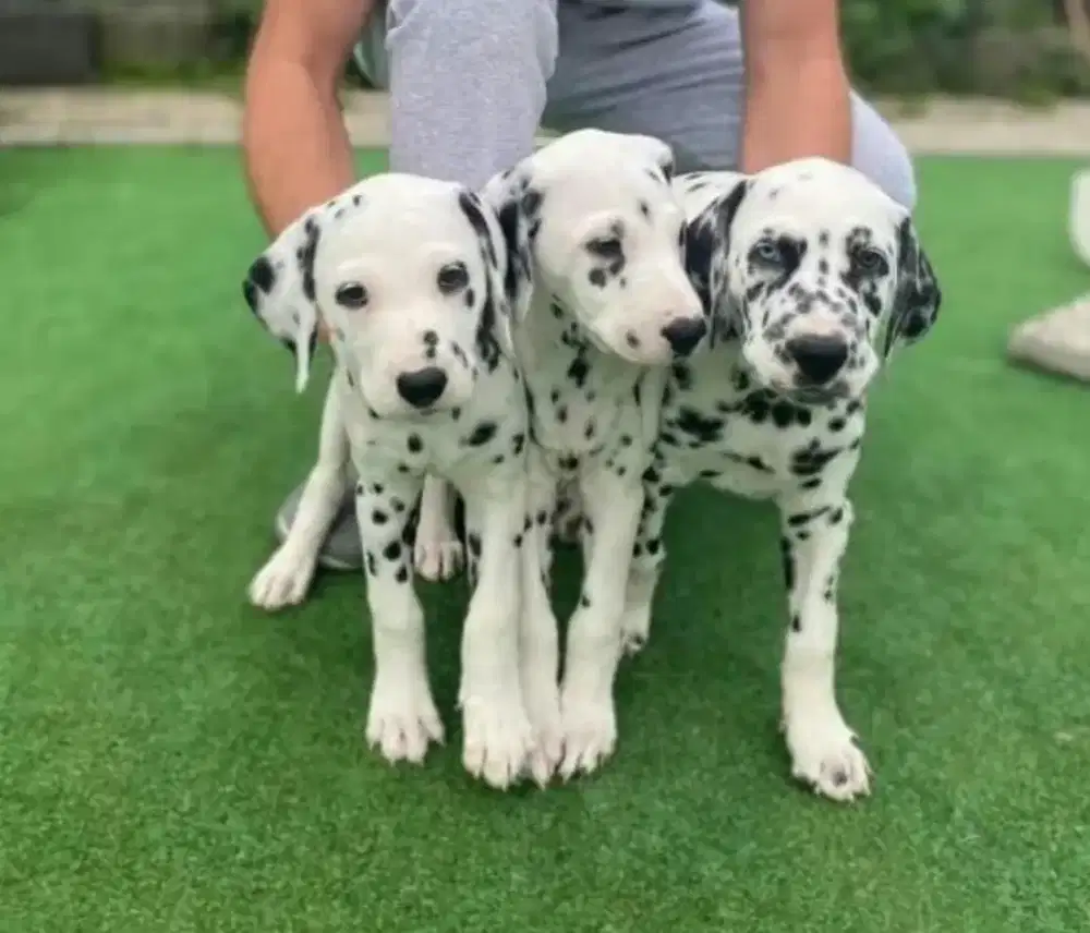 DIJUAL ANAK ANJING DALMATION