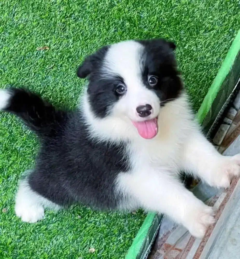 DIJUAL ANAK ANJING BORDER COLLIE