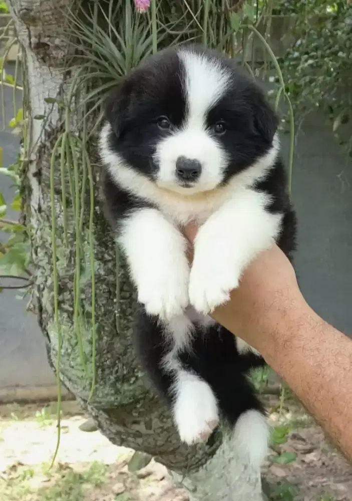 DIJUAL ANAK ANJING BORDER COLLIE